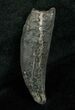 Miocene Aged Fossil Whale Tooth - #5667-1